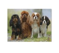 Chien Cavalier King Charles Spaniel，Puzzle pour Adultes 1000 Pièces en Papier Puzzles Jeu Cadeau Accueil Décoratif Mots Croisés（38x26cm）-G92