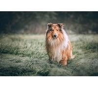 Chien de Berger écossais - Puzzle Impossible de 5000 pièces, Jouet Puzzle 3D, Cadeau Unique, décoration intérieure 14 Ans+