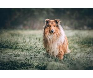 Chien de Berger écossais - Puzzle Impossible de 5000 pièces, Jouet Puzzle 3D, Cadeau Unique, décoration intérieure 14 Ans+