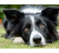 Chien De Pelouse, Puzzle 2000 Pieces Adultes YHPGL5-121