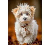 Chien Diamond Painting Adulte, Blanc Diamond Painting, DIY Round Rhinestone Crystal Point de Croix complet kit, 5D Mosaic Art Kit Pour Enfant et débutants, Murale Décoration Maison 25x35cm 0U-403