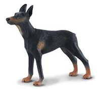 Chien Dobermann G