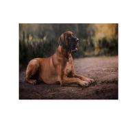 Chien: Dogue Allemand，1000 Pièces Puzzle en Papier Créatif Éducatif Jigsaw Puzzle Jouet Anti-Stress pour Adultes Enfants Bricolage Jeux Parent-Enfant（38x26cm）-N22