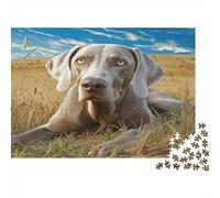 Chien Domestique Papier épais Weimaranan allongé dans l’Herbe dorée Puzzle Cadeau d’Anniversaire 70x50cm/1000 pièces