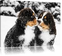 Chien doux Bouvier bernois dans la neige noir / blanc Taille: 100x70 sur toile, énorme XXL Photos complètement encadrée avec civière, art impression sur murale avec cadre, moins cher que la peinture ou la peinture à l'huile, aucune affiche ou un poster