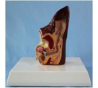 Chien Pathologique Modèle d'oreille - Le chien oreille Anatomie Modèle - Modèle anatomique animal médical Teacing Pathologique Modèle - pour l'équipement vétérinaire modèle d'enseignement (2 faces),A