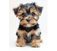 Chien Peinture Numero Adulte-Mignon 2 Peinture par Numéro Adultes débutants, avec Peinture Pinceaux et Acryliques Bricolage Peintures Kits d'Art, par Décoration Murale Cadeaux Femme 80x100cm n0n0-936