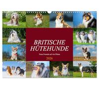 Chiens de berger britanniques - des amis fidèles à quatre pattes, Version française (Calendrier mural 2026 DIN A3 portrait), Calendrier CALVENDO mensuel