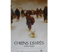 Chiens Egarés - 70x100 cm - AFFICHE / POSTER G