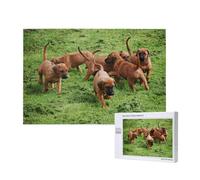 Chiens et Chiots de Rhodesian Ridgeback, Animaux de Compagnie et Famille,Puzzle Familial en Bois de 1 000 pièces pour Adultes et Adolescents, décoration d'intérieur