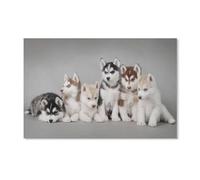 Chiens Husky, Chiots,Puzzles pour Adultes 1000 Pièces Puzzles pour Adultes pour Enfants Puzzle en Papier Ados Jeux Éducatifs Anti-Stress Jouet Cadeau(38x26cm)-A5