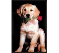 Chiens - Poster - Golden Retriever + cadre interchangeable, Shinsuke® Maxi plastique noir, vitre acrylique