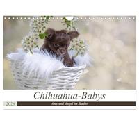 Chihuahua-Babys - Amy und Angel im Studio (Wandkalender 2026 DIN A4 quer), CALVENDO Monatskalender: Chihuahua-Welpen mit gerade mal 6 Wochen bei Ihrem ersten Fotoshooting.