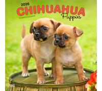 Chihuahua Chiots | 2026 Calendrier mural mensuel carré carré 30 x 61 cm (suspendu) | Sans plastique | Truite brune | Animaux Petits Chiens Races