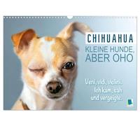 Chihuahua : des chiens petits mais costauds (Calendrier mural 2026 DIN A3 horizontal), CALVENDO calendrier mensuel