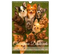 Chihuahua Diamonds - Magie Moments avec nos plus beaux chiots de tous les temps (calendrier mural 2026 DIN A4 haut), calendrier mensuel CALVENDO