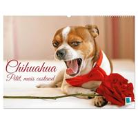 Chihuahua : petit, mais costaud (Calendrier mural 2026 DIN A2 vertical), CALVENDO calendrier mensuel: Chihuahua : Curieux, agile et toujours prêt pour l'aventure