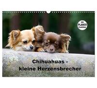 Chihuahuas - des petits briseurs de cœur, Version française (Calendrier mural 2026 DIN A3 portrait), Calendrier CALVENDO mensuel