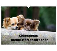 Chihuahuas - des petits briseurs de cœur, Version française (Calendrier mural 2026 DIN A3 portrait), Calendrier CALVENDO mensuel