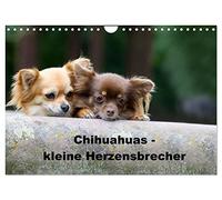Chihuahuas - des petits briseurs de cœur, Version française (Calendrier mural 2026 DIN A4 portrait), Calendrier CALVENDO mensuel