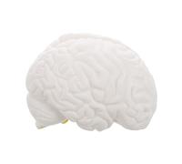 CHILDWEET Modèle Anatomique du Cerveau Humain Blanc 3 Parties Détachables Tronc Cérébral et Hémisphères Outil Pédagogique Précis pour Étude Anatomie et Présentation Éducative