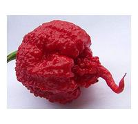Chili Carolina Reaper - Piment Carolina Reaper - 10 graines