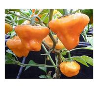 Chili Jamaica Yellow Mushroom - piment - 10 graines