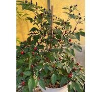 Chili Mini Black Pearl Lot de 10 graines