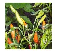 Chili Tabasco - piment - 10 graines