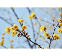 Chimonanthus Praecox - Fleur d'hiver chinoise 30-40 cm conteneur
