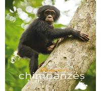 Chimpanzés