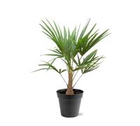 Chinesiche Hanfpalme Trachycarpus fortunei 21cm Topf 90-100cm hoch