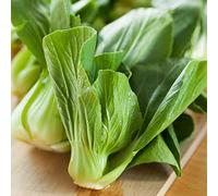chinois Chou Pak Choi Graines - Brassica chinensis
