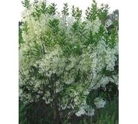 Chionanthus virginicus - Sneeuwvlokkenboom 60-80 cm en pot