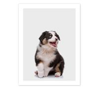Chiot de berger australien III Poster de Animal Kids Collection 30 x 40 cm Tableaux Décoration murale