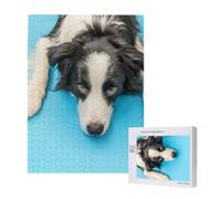 Chiot drôle Border Collie sur Fond Bleu,Puzzle Familial en Bois de 500 pièces pour Adultes et Adolescents