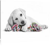 Chiot labrador jouer en noir / blanc Taille: 120x80 sur toile, XXL énormes Photos complètement encadrée avec civière, impression d'art sur murale avec cadre, moins cher que la peinture ou une peinture à l'huile, pas une affiche ou une bannière,