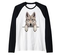 Chiot Loup tchécoslovaque drôle regardant Loup de Poche Manche Raglan