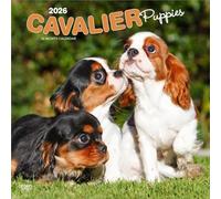Chiots Cavalier King Charles Spaniel | 2026 Calendrier mural mensuel carré de 30 x 61 cm (à suspendre) | Sans plastique | BrownTrout | Animaux Races de chiens Chiot