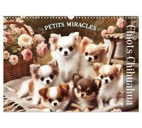 Chiots Chihuahua - Petits miracles (Calendrier mural 2026 DIN A3 horizontal), CALVENDO calendrier mensuel