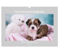 Chiots havanais - Petits briseurs de cœur (Calendrier mural 2026 DIN A3 horizontal), CALVENDO calendrier mensuel