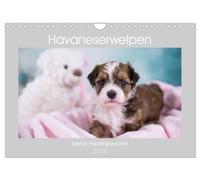 Chiots havanais - Petits briseurs de cœur, Version française (Calendrier mural 2026 DIN A4 portrait), Calendrier CALVENDO mensuel