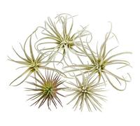 CHIVE Plantes aériennes artificielles - Lot de 5 Petites Plantes Grasses de broméliacées de Tillandsia Ultra réalistes pour décoration de Maison et de Bureau - Aucun Entretien nécessaire