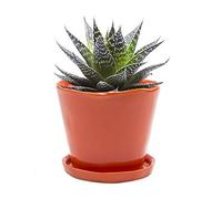Chive Pots de Fleurs en céramique « Tika » - Jolis Pots pour Fleurs et Plantes d'intérieur et d'extérieur - Grand (12,7 cm) - Orange