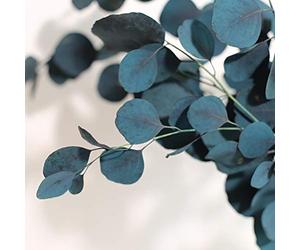 Chiyyak Fleurs Séchées D'eucalyptus, Bouquet de Vraies Fleurs Décoratives éternelles, Décoration de Maison, Salon, Bureau, éternelles (Bleu)