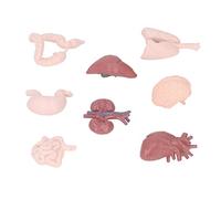 Chiyyak Simulation Compacte de Modèle de Corps Humain, Jouet D'anatomie Détaillée des Organes Internes avec Cerveau, Cœur, Poumons, Estomac pour Explication du Patient