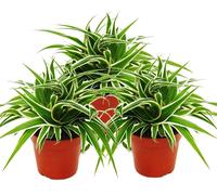 Chlorophytum 12cm, set de 3, lys vert