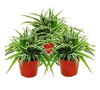Chlorophytum 12cm, set de 3, lys vert