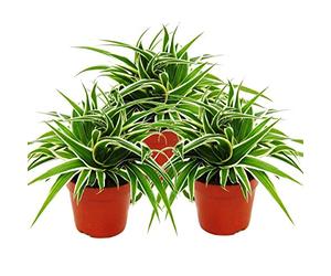 Chlorophytum 12cm, set de 3, lys vert
