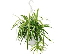 chlorophytum, lis vert, plante de feux de circulation